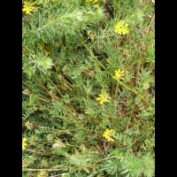 Anthyllide vulneraire (2)